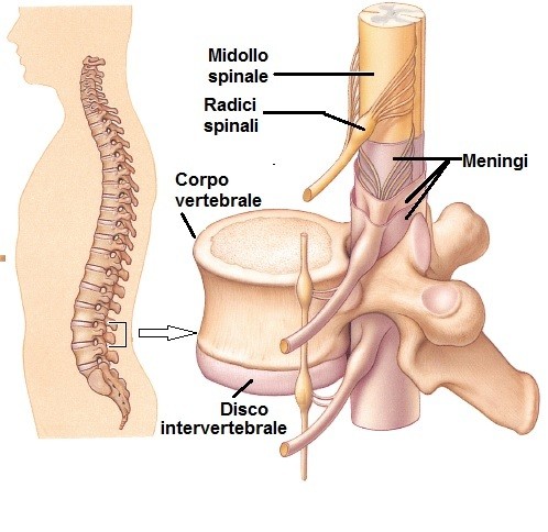 Terapia Per Ernia Del Disco Lombare Addominale Discopatie