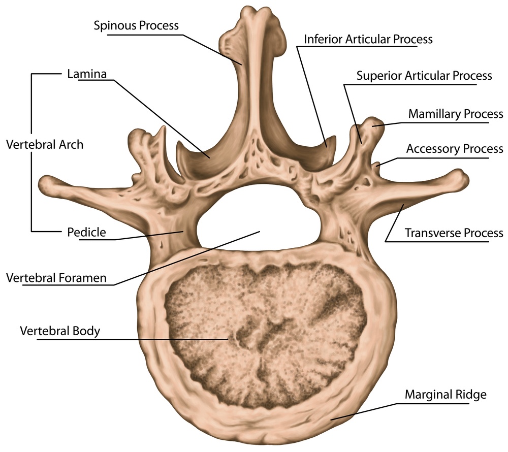 Fratture Vertebrali Come Avvengono E Come Si Curano Crosystem