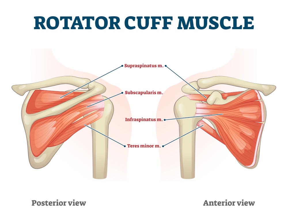 cuffia dei rotatori lesioni